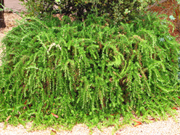 Prostrate Rosemary